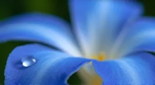 Beyond the Borage Bloom: Unveiling the Hidden Potential of Borago officinalis